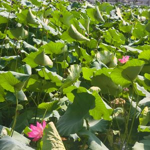 哈哈哈的古诗词朗诵