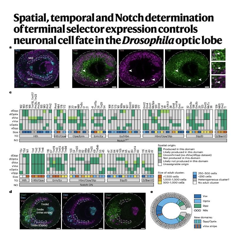 929-Mapping Neuronal Fate in Drosophila Optic Lobe episode artwork