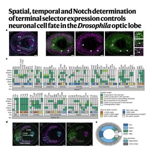 929-Mapping Neuronal Fate in Drosophila Optic Lobe