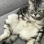 送你一颗加龙炮弹