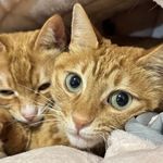 彗星来的那一夜