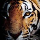 二两韭叶多青提黄