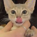 猴面包树_JIU3