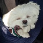 Boo想上班