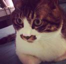 kitty_Cfw3