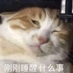 大大大耳朵图图