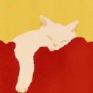 CICI卡斯猫