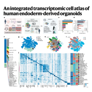 851-Human Endoderm-Derived Organoid Cell Atlas