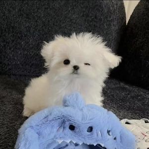 柒7玖的树洞
