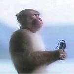 坚果强又壮