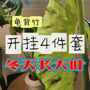 冬天龟背竹千万别瞎养！4件套用对了真能长大叶