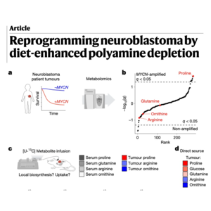 248-Reprogramming neuroblastoma by Diet Polyamine Depletion