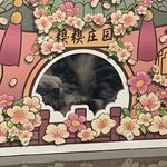 小小恐龙崽