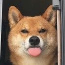 张扬cium