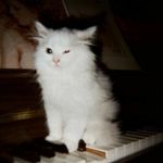 冬猎季