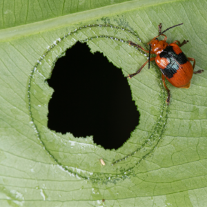学术酒馆01｜佛祖，我就要这个虫子！那些户外中的科研人……