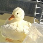 糊涂蛋要学习
