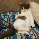 六六是只小猫咪