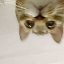 平凡市民莱斯利