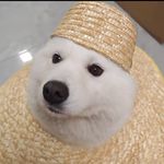 林凡爱登高