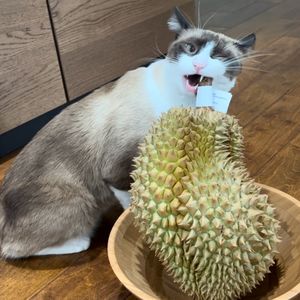 她们的角落Tong