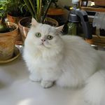 王小麦呀