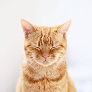 AI Agent 的产品订阅模式的囚徒困境讨论