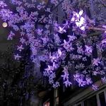 Iris_yl