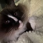想无痛下班的momoko