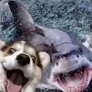 我真的会鲨鱼掌气功