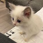 1粘粘果