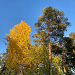 04 芬兰全民二手文化,但我在国内买二手曾被说是“捡破烂儿”