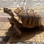 谨言慎行之人