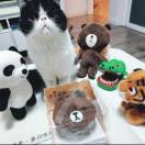 猪小弟的文艺生活
