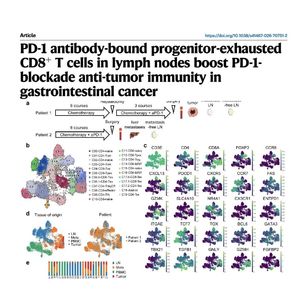 1633-Lymph Node Tpex Reservoirs Boost ICI Immunity