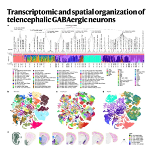 260-Taxonomy of Telencephalic GABAergic Neurons