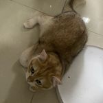 一颗小土豆豆