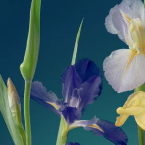 E15 法国国花iris与梵高Van Gogh