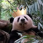 彬彬有Lee女士我呀