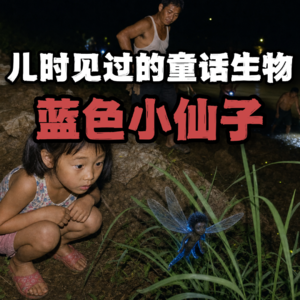 儿时见过的童话生物：蓝色小仙子