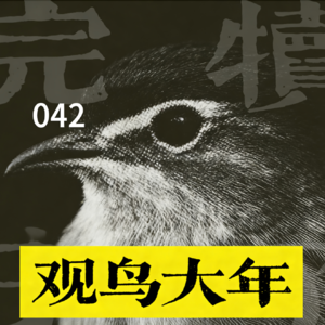 042-从拍糊鸟到 “观鸟大年”：一场关于爱好本质的摆烂式讨论