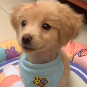 猫猫的梦幻城堡