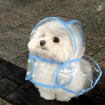 士多啤梨陈女士