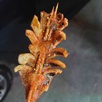 喜欢吃大鱿鱼