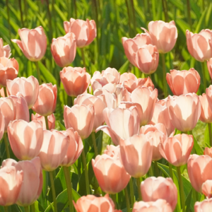 Vol.45 | 每个冬天的句号都是春暖花开