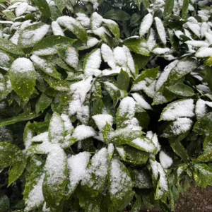 【特别放送】1月20日，东北人在杭州看到了新年的第一场雪！！