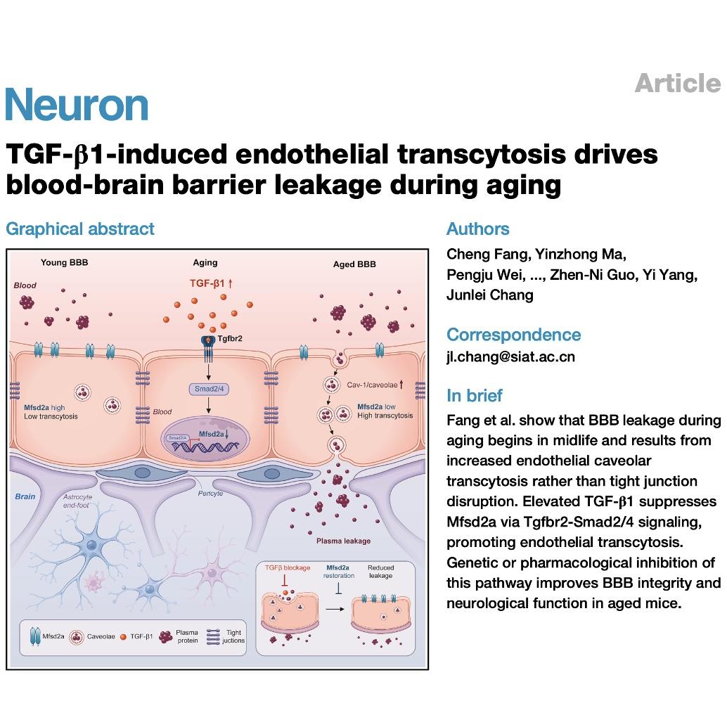 1342-TGF-β1 Signaling in Aging BBB Leakage episode artwork