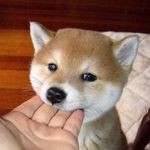 BBNN