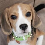 BEAGLEsLUV