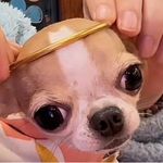 Coco历险记